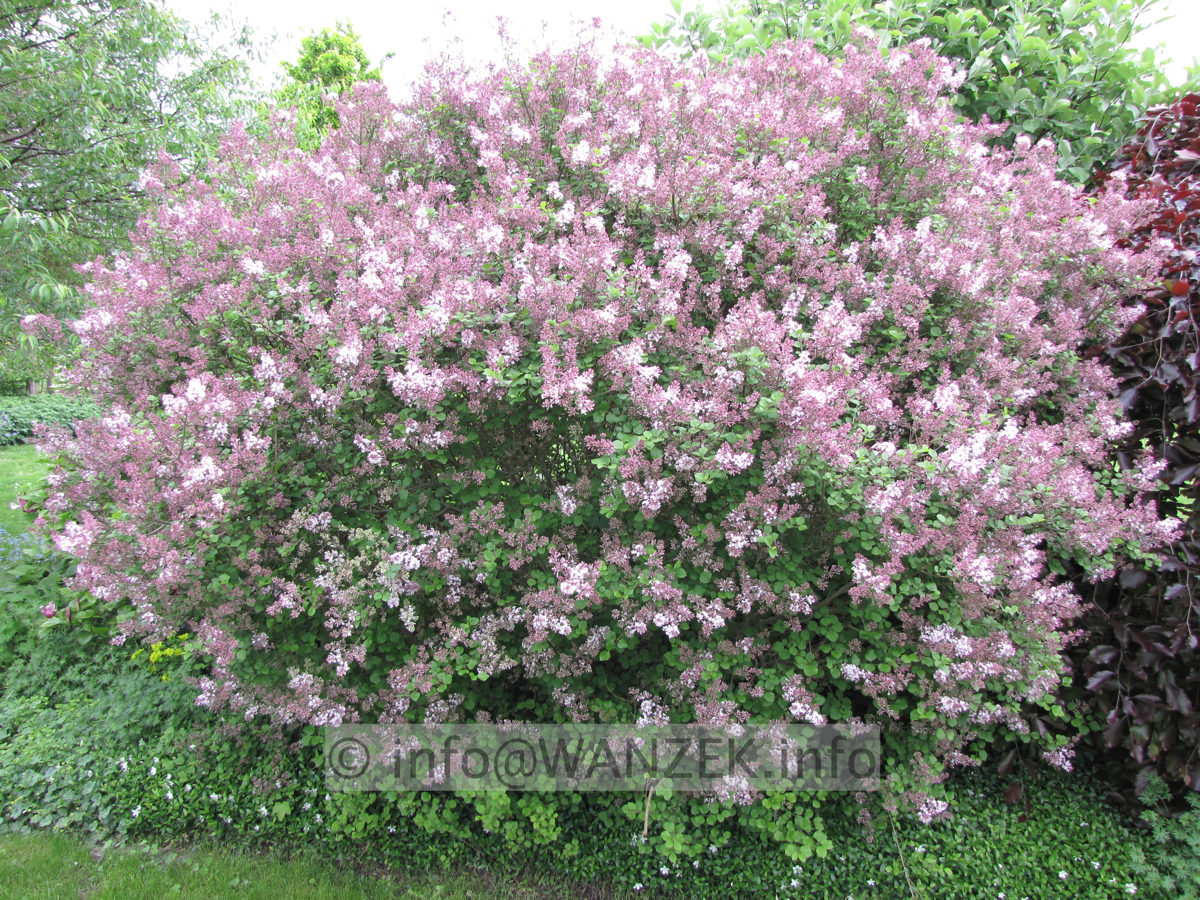 Syringa meyeri Palibin 00.JPG